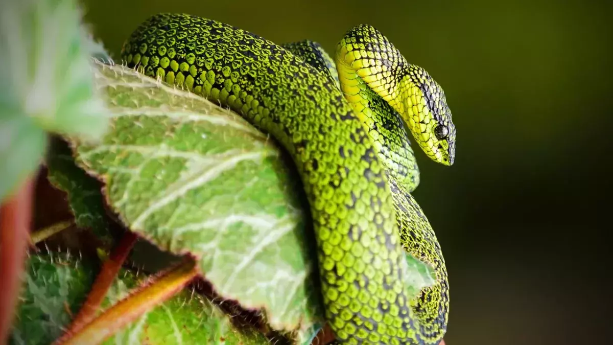 USA: This monstrous snake resurfaces after disappearing