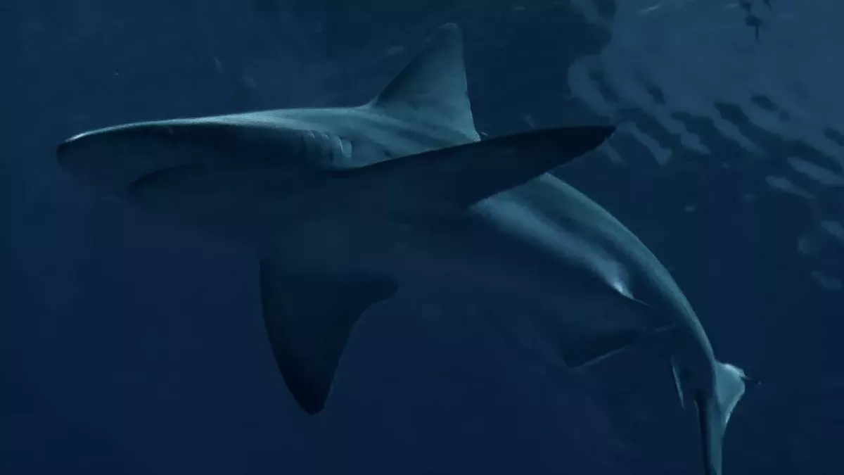 Venomous sharks have been found living in River Thames