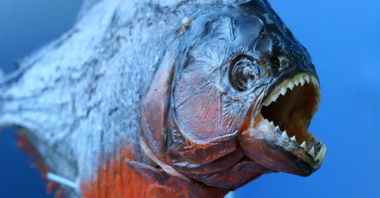 This Video Captured by Tourists Proves Just How Terrifying Piranhas Can Be