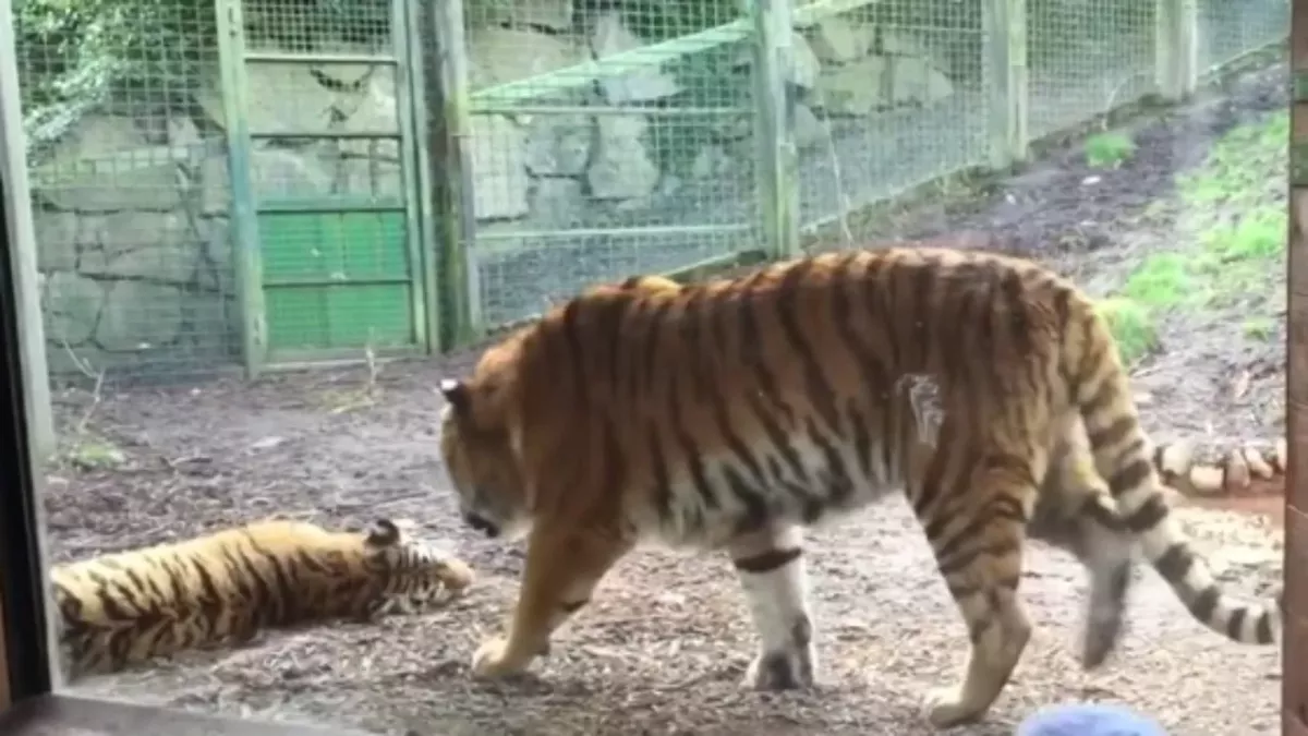 This video proves why you should never wake up a sleeping tiger