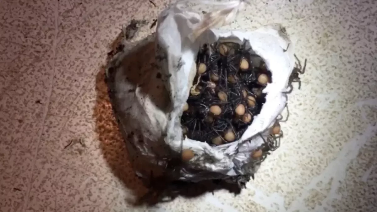 Watch as hundreds of baby spiders hatch out of an egg sack at once 