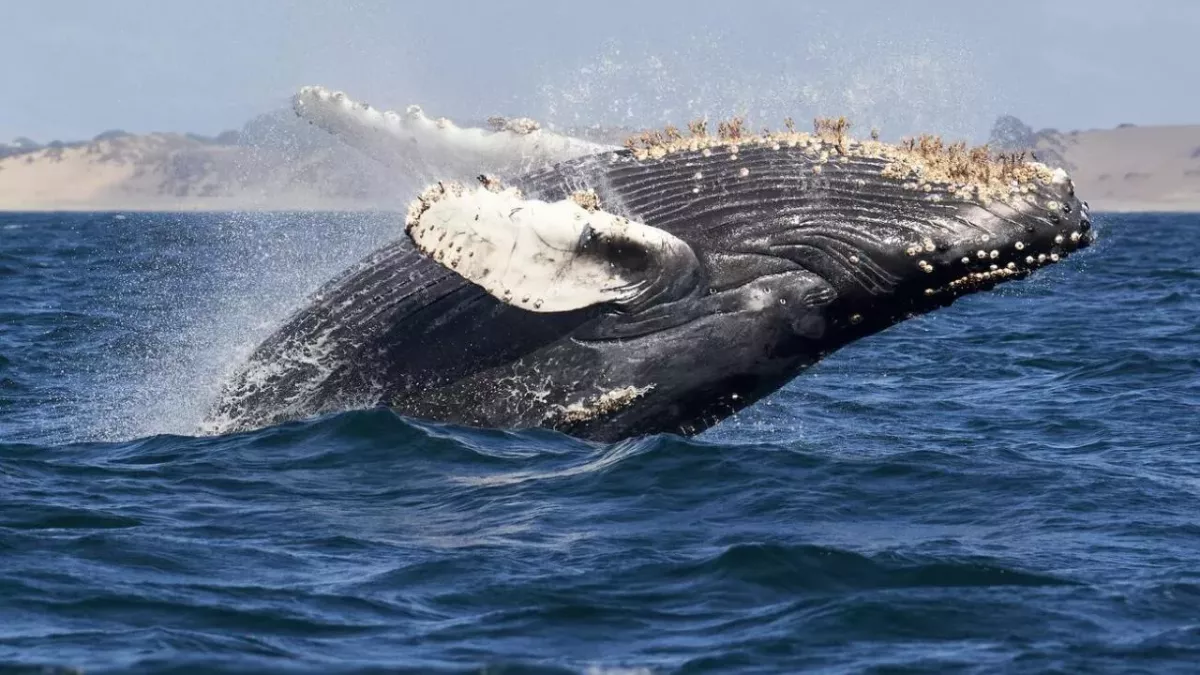 Whale