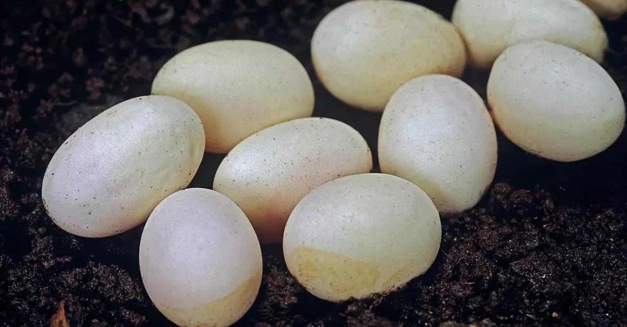 What kind of eggs could they be?