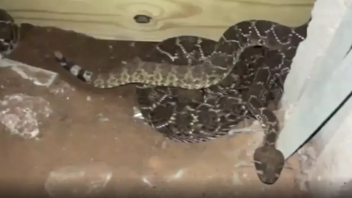 While working in the basement, this man made a disturbing discovery (VIDEO)