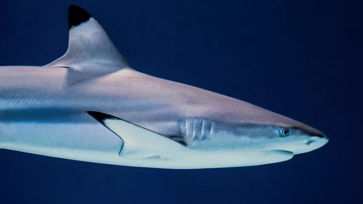 Why are shark attacks rising? 