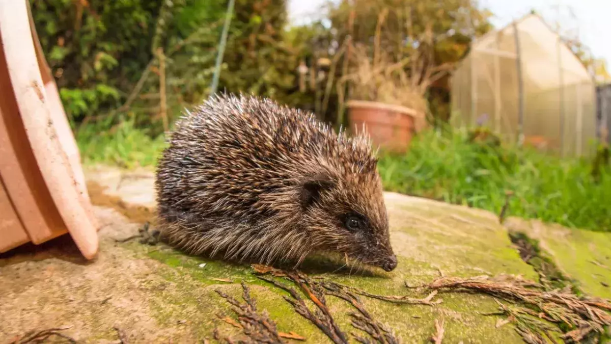 Why New Zealand wants to eradicate hedgehogs from their archipelago