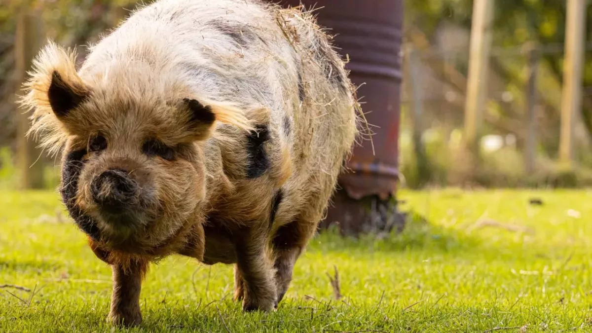 Wild boar