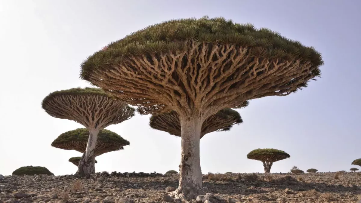 Witness the Dragon's Blood tree, one of the strangest trees in the world