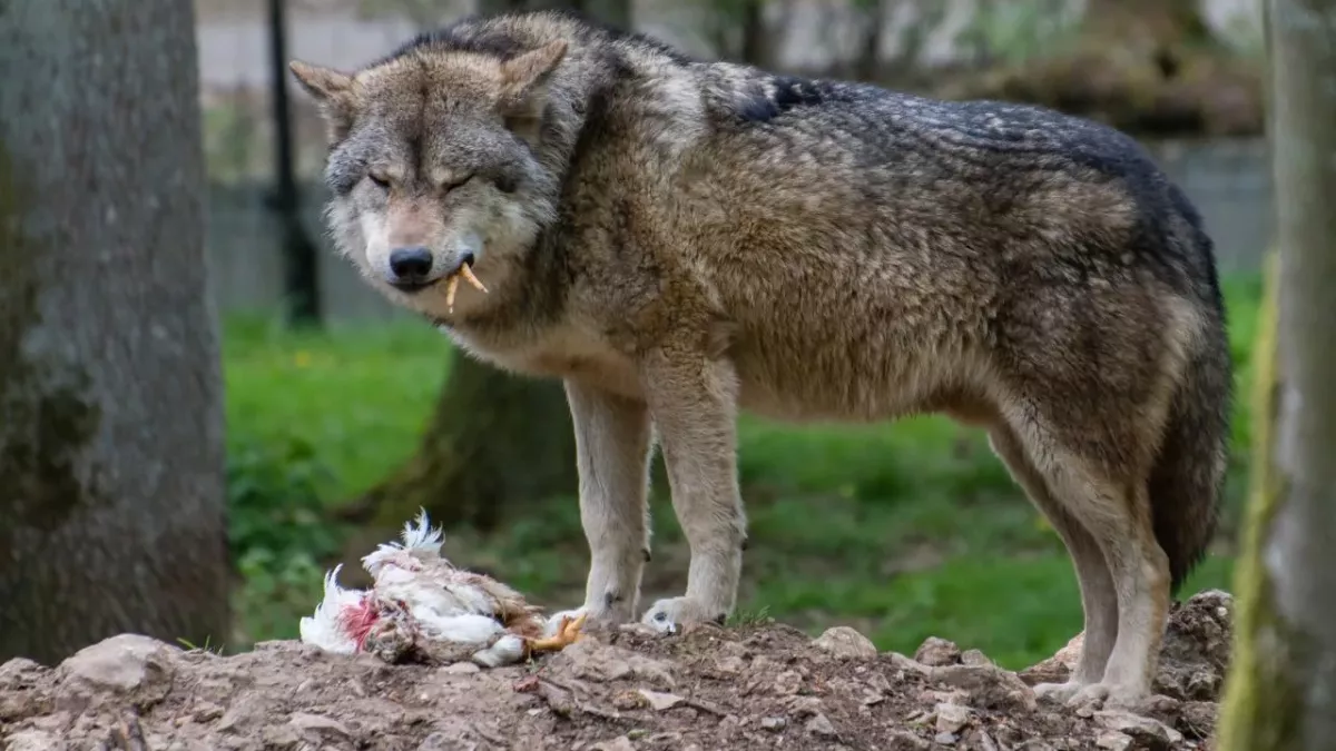 Wolf Belgium