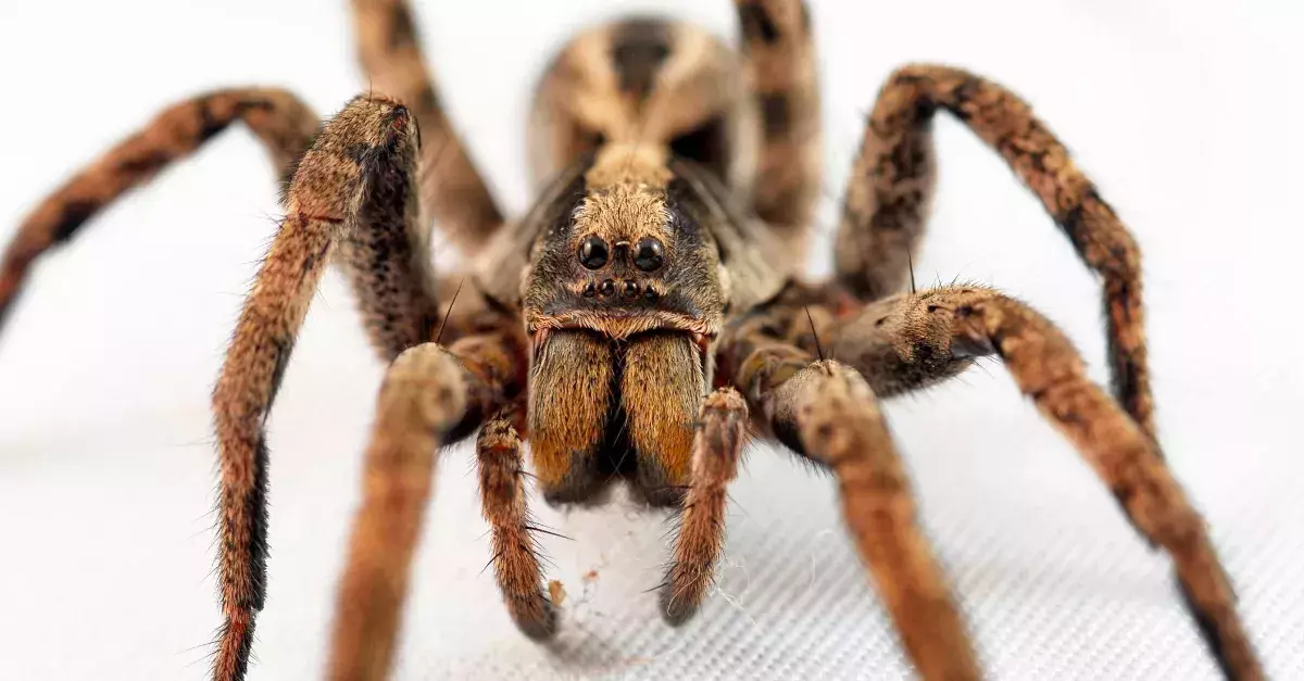 Wolf Spiders Could Have An Unexpected Influence On Global Warming