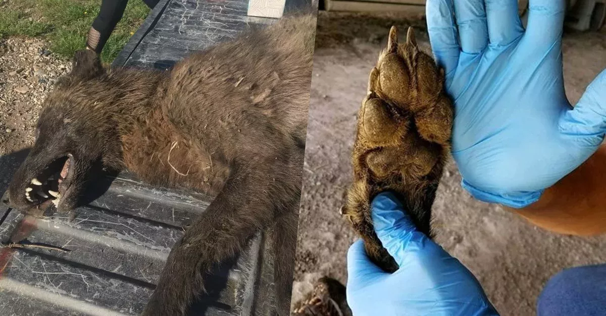 Wolf