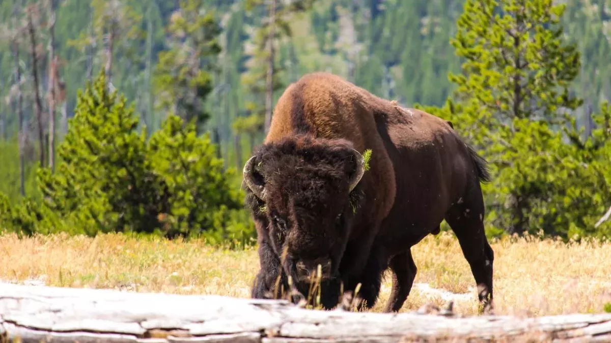 Woman narrowly avoids being attacked by a bison after playing dead