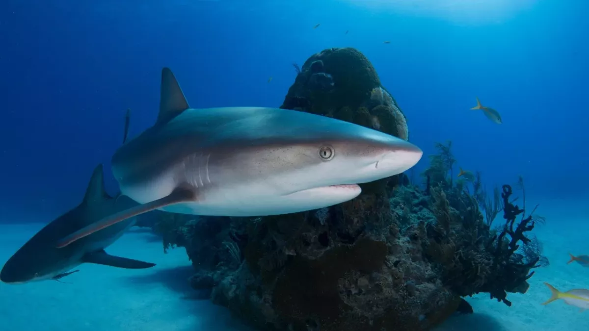Woman punched 2-metre long shark
