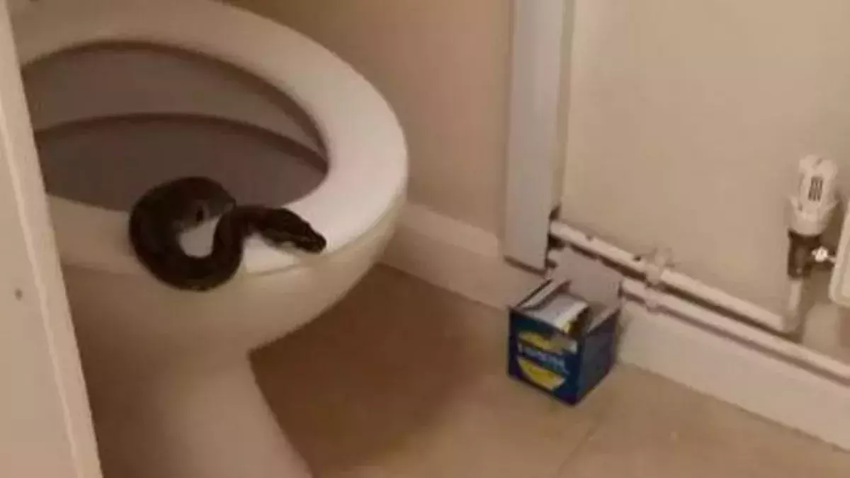 Woman terrified to find python sticking its head out of her toilet at 5am