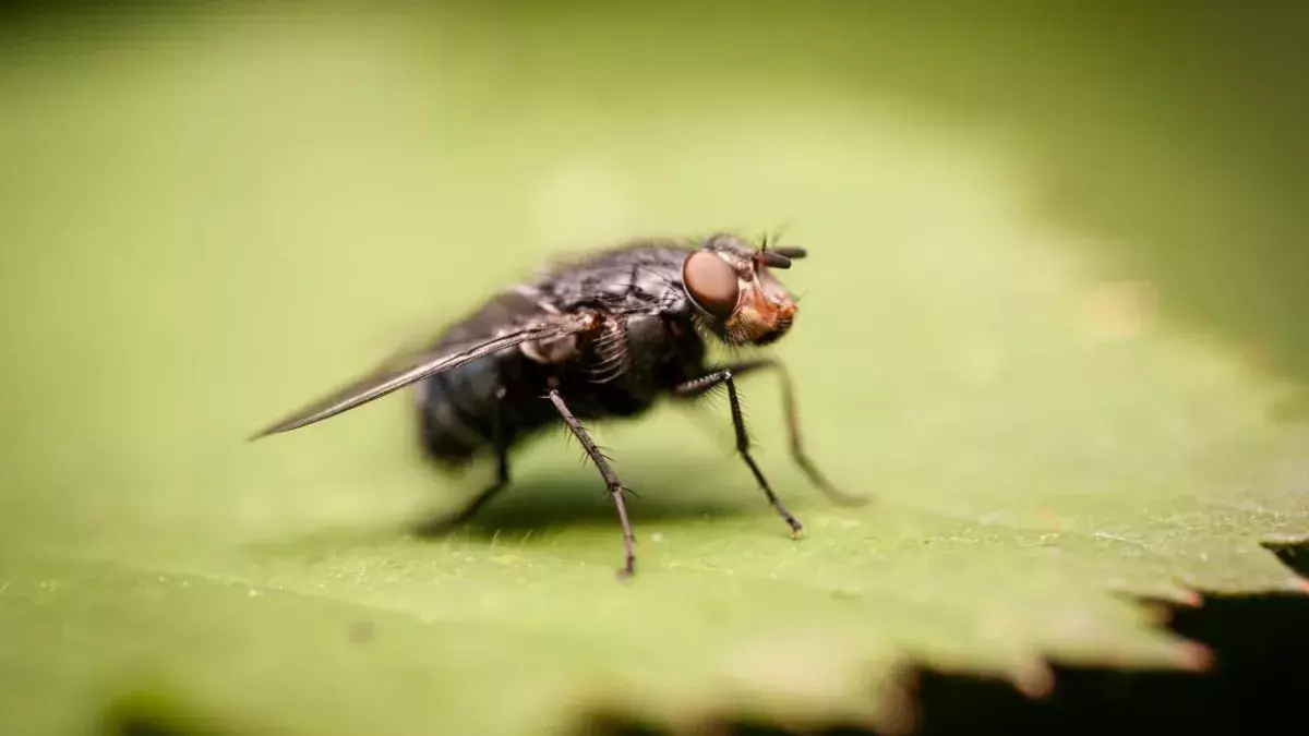 Worst plague of fleas to hit the UK this autumn