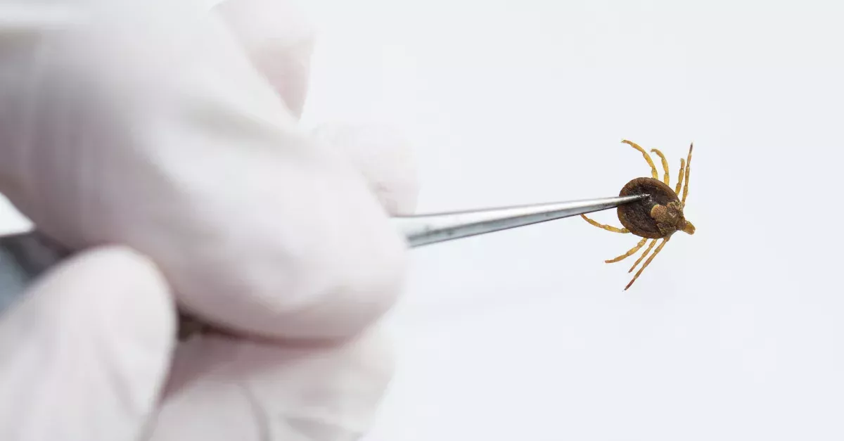 Your Eating Behaviour Could Be Reprogrammed After Being Bitten By This Tick