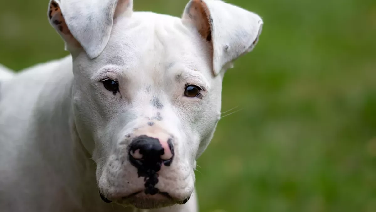 A 1-year-old girl was mauled by the new family dog