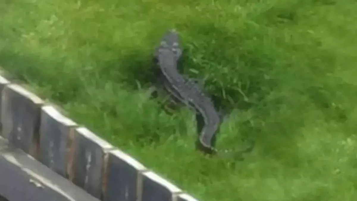 4ft-long crocodile spotted in Yorkshire back garden