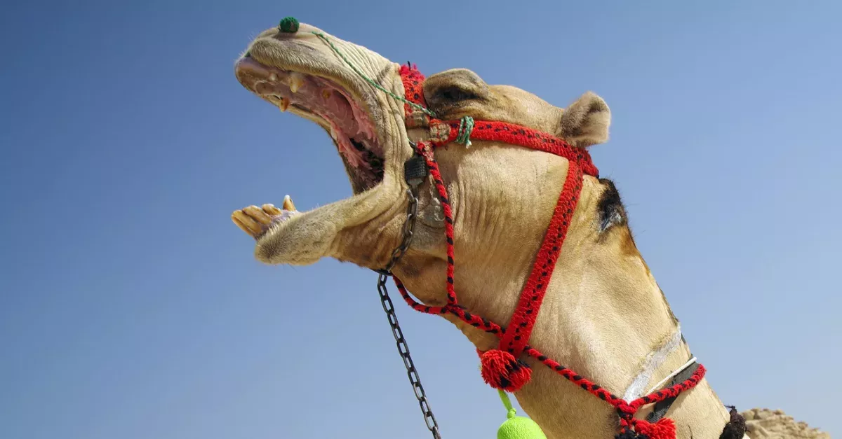 An American Woman Bit A Camels Testicles In 'Self Defence'