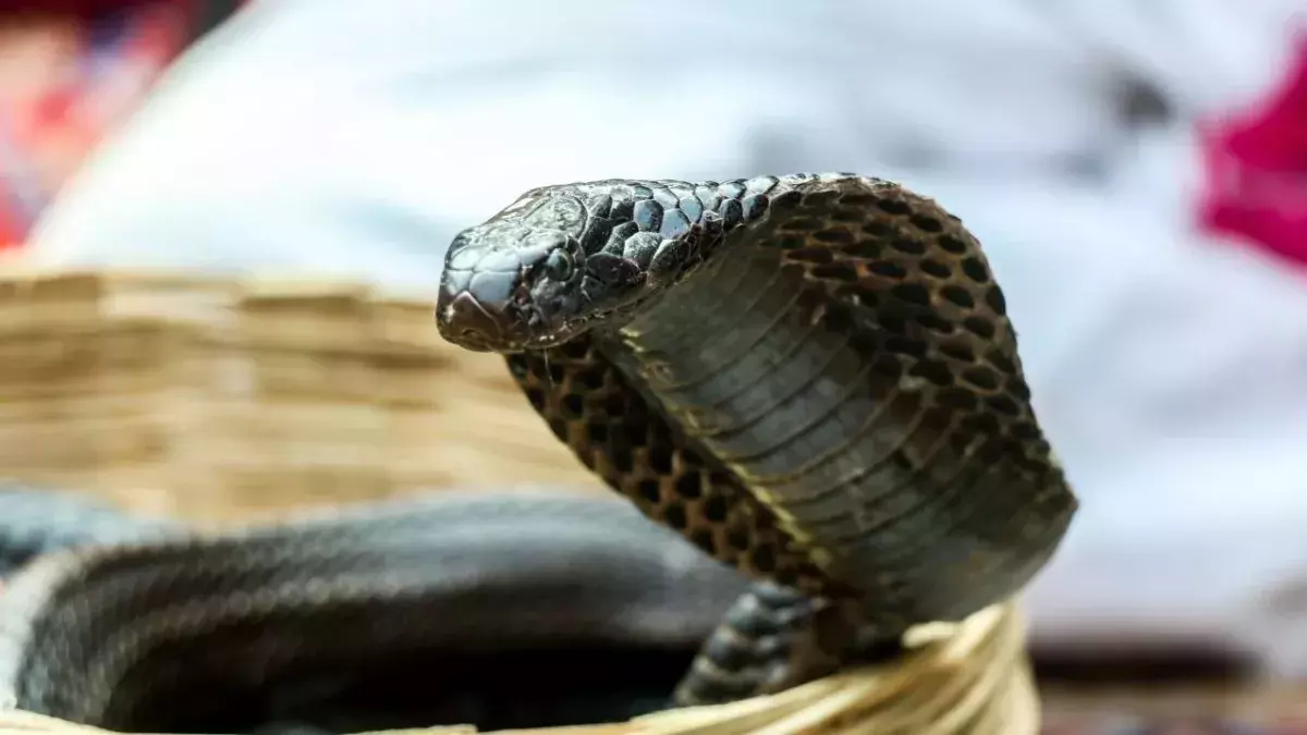 Animal attack: Cobra hiding in toilet mangles man's testicles 