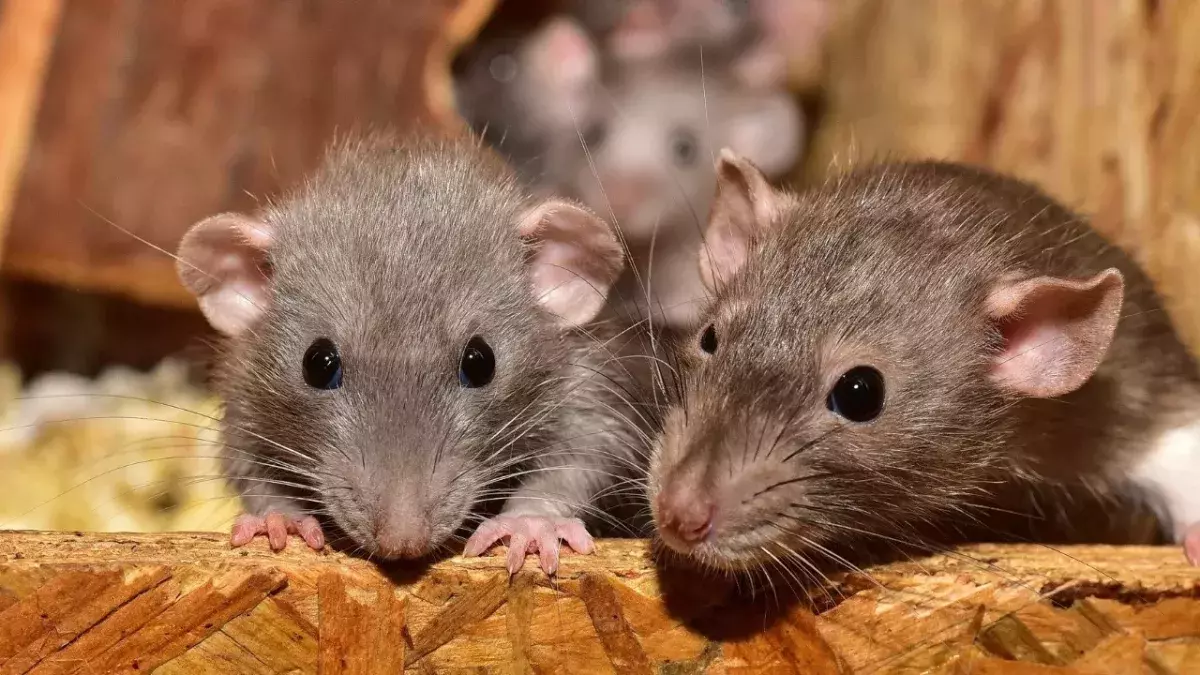 Army of rats