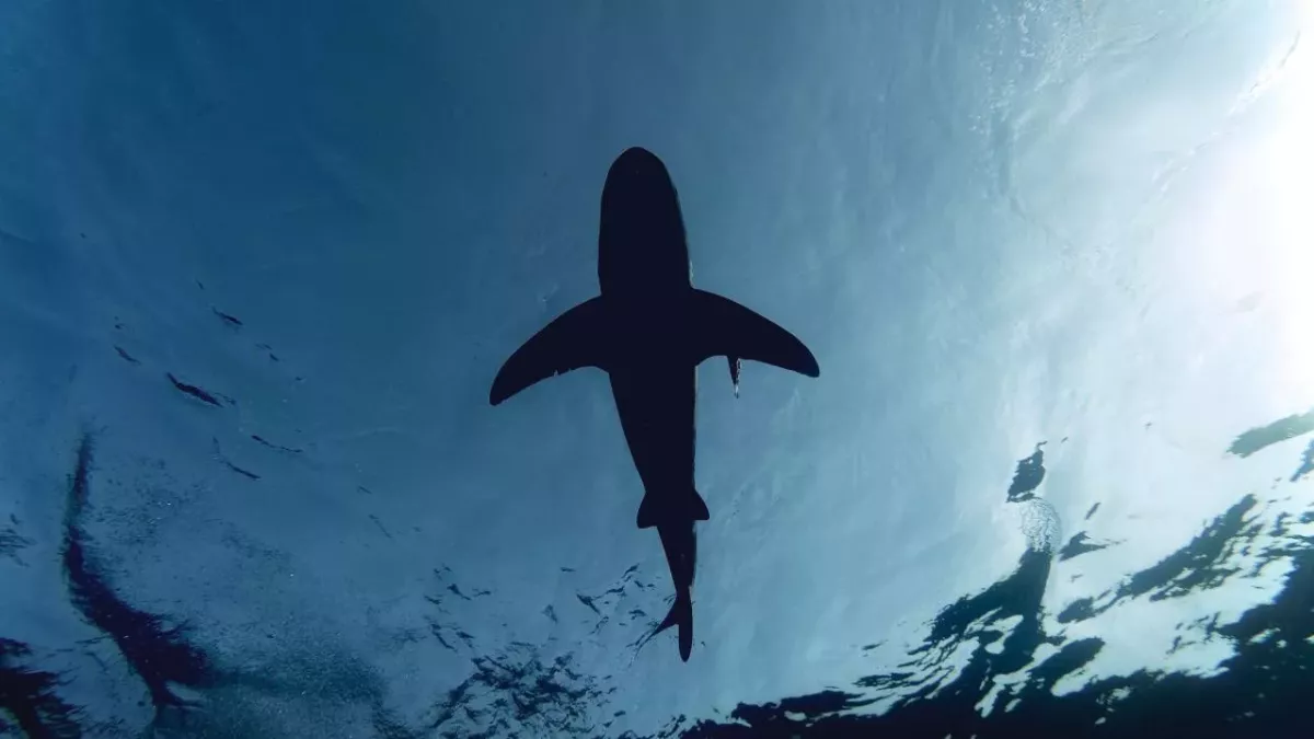 Baby shark with unusual human face caught in Indonesia 
