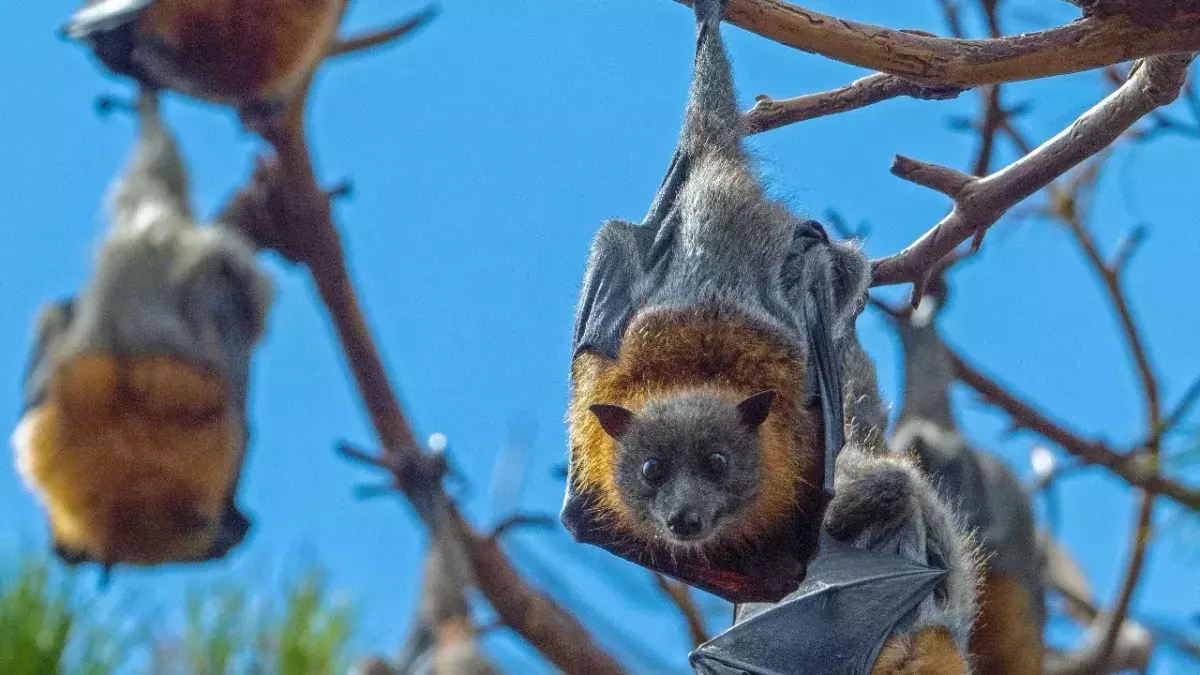 Bat viruses