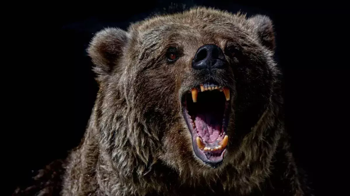 Bear devours tourist in front of his terrified friends at a Russian national park 