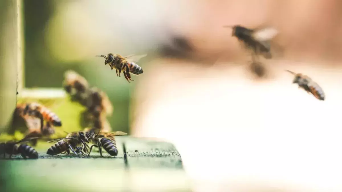 Bee populations are rising following Black Summer bushfires