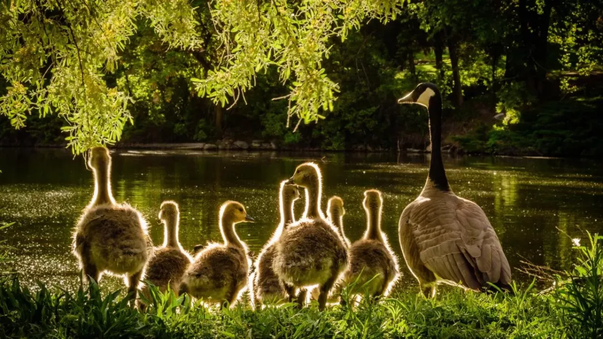 Bird flu has spread to humans for the first time and this is how great of a pandemic danger it is