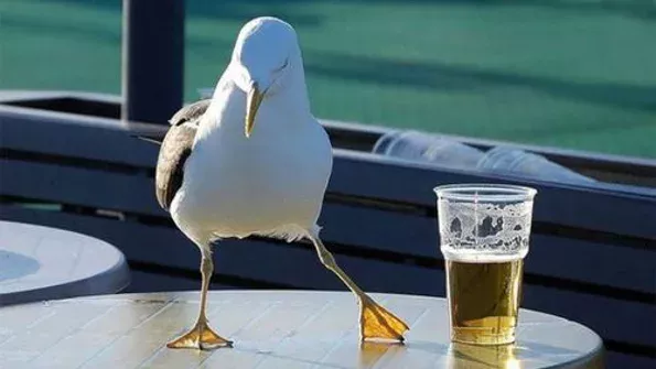 Birds