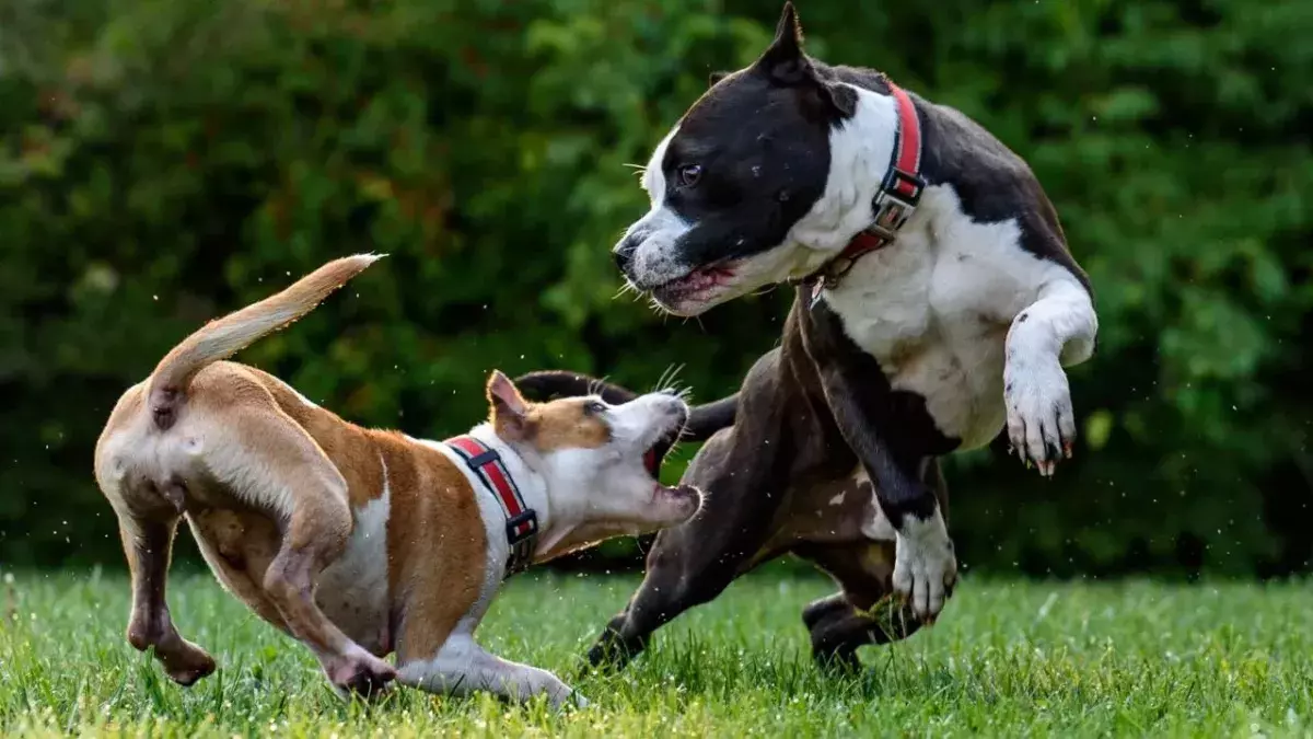 Boy dies after dog attack