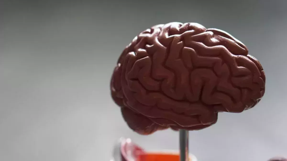 Brain