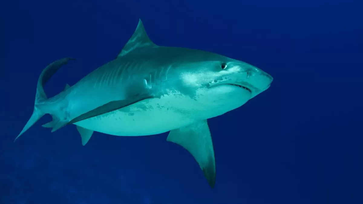 British man killed by great white shark in Australia