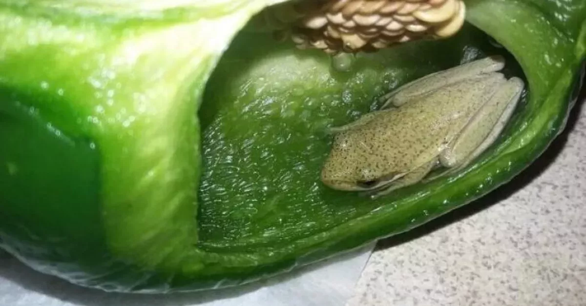 Canadian Couple Found A Frog Inside A Bell Pepper That Was Bought From A Supermarket