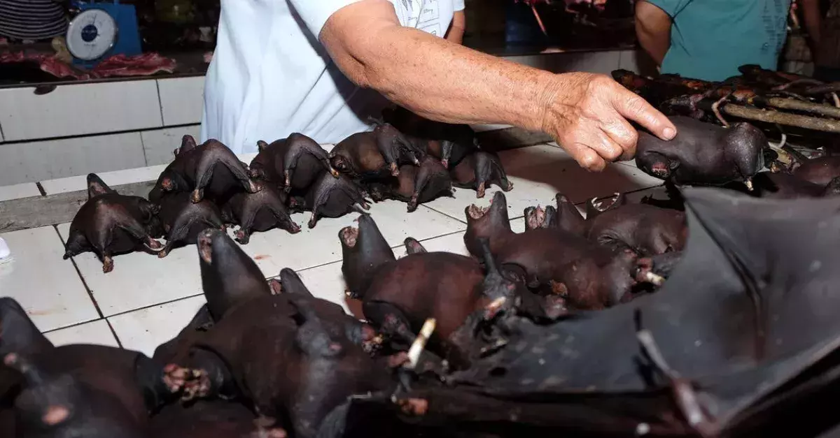 Chinese markets have reopened and they are still selling wild animals despite new regulations