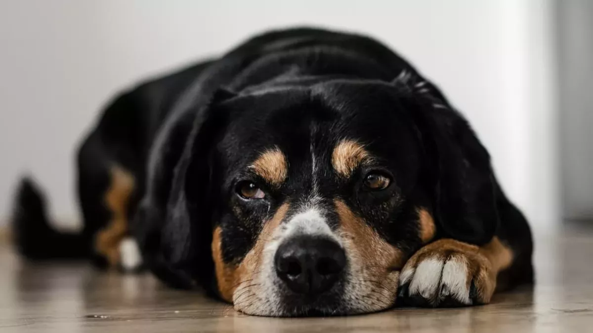 COVID-19: Alpha variant can lead to severe heart disease in pets