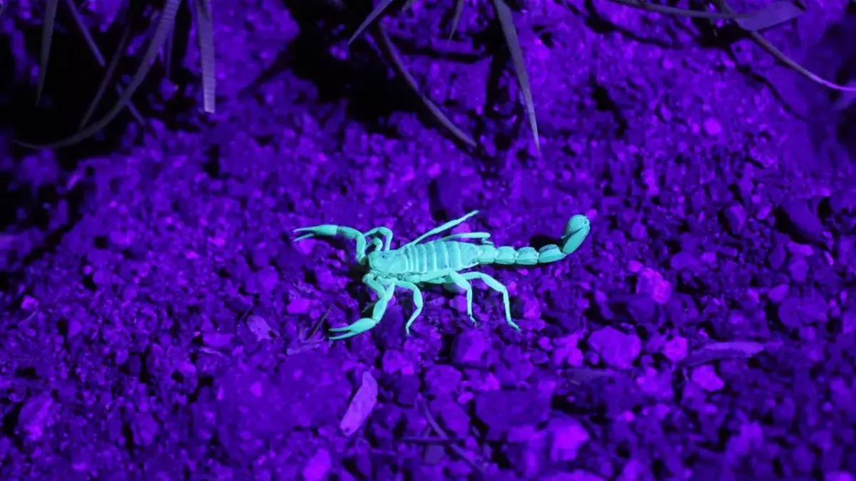 COVID-19: Scorpion venom could be the answer to variants, study finds