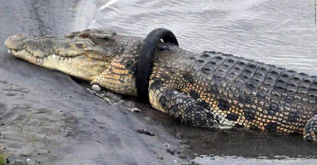 Crocodile living with tire arounds its neck.
