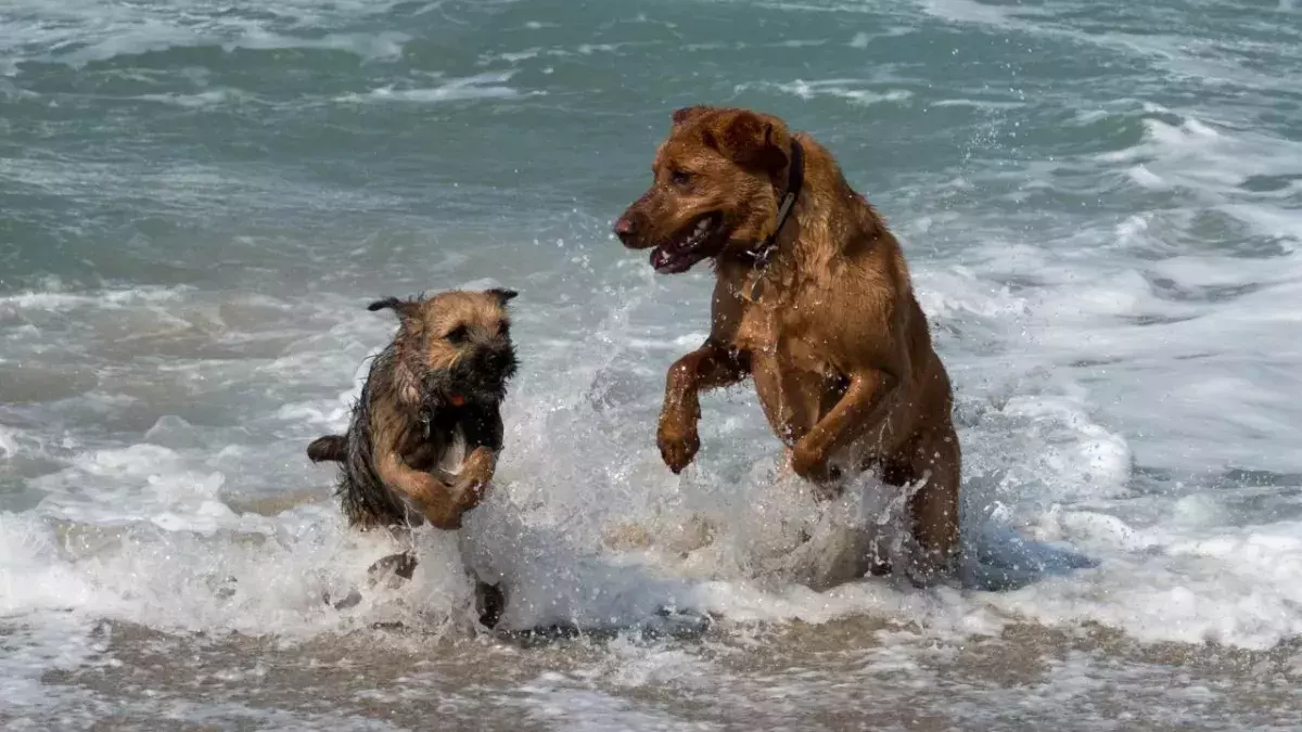 The ‘dating app’ designed for dogs