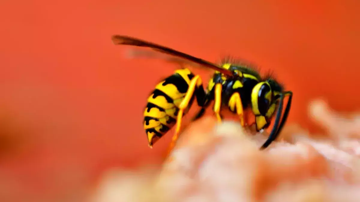 Dead wasps