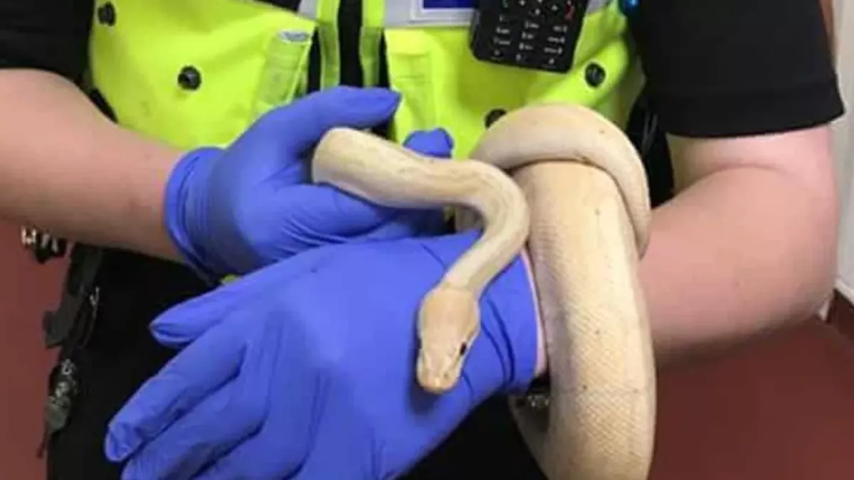 Dudley couple shocked to find 5ft python in their bedroom