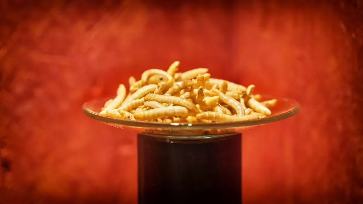 The EU has just authorised insect-based food for humans