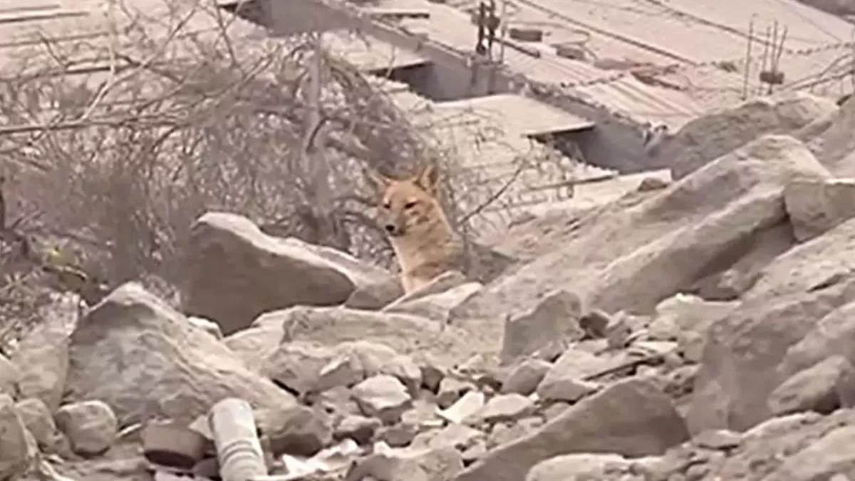 Family shocked when ‘pet dog’ that kills ducks and chickens turned out to be a fox