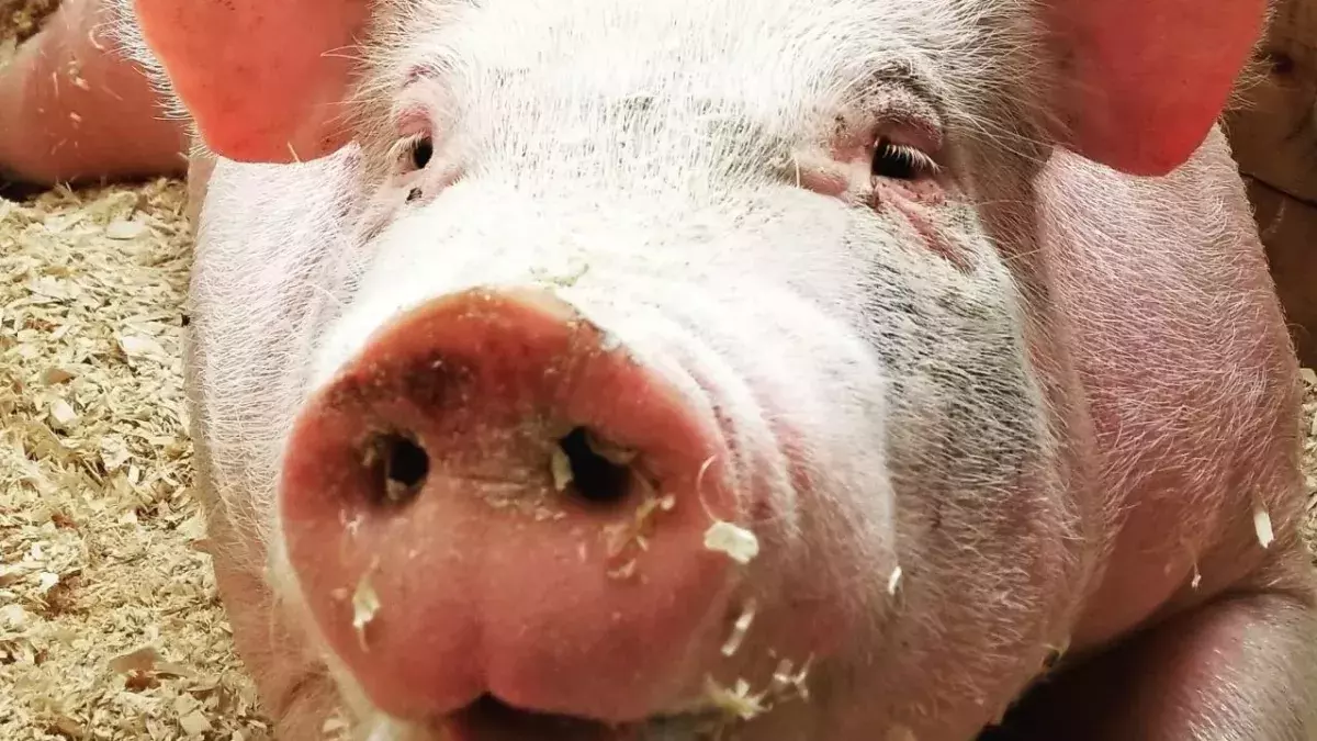 Former CBBC presenter pleads guilty for possession of extreme animal porn 