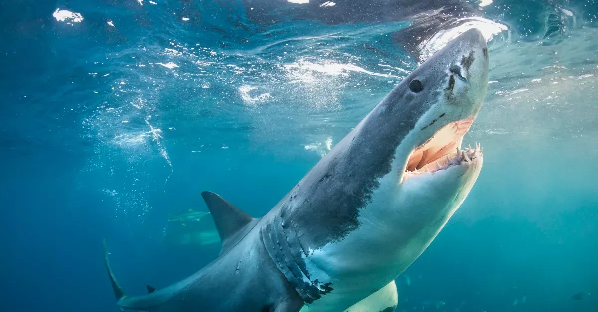 Great White Shark Charges Two Spearfishers And Takes Fish Out Of Diver's Grasp
