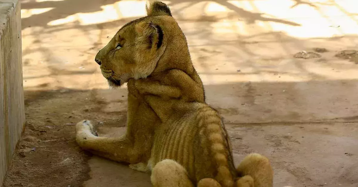 Heart-breaking Images Reveal Starving Lions In Horrifying Conditions In Zoo In Sudan