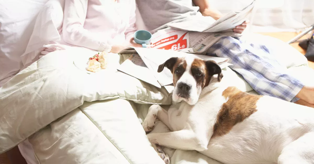 If You Let Your Dog Sleep In Your Bed, You Need To Stop Immediately 
