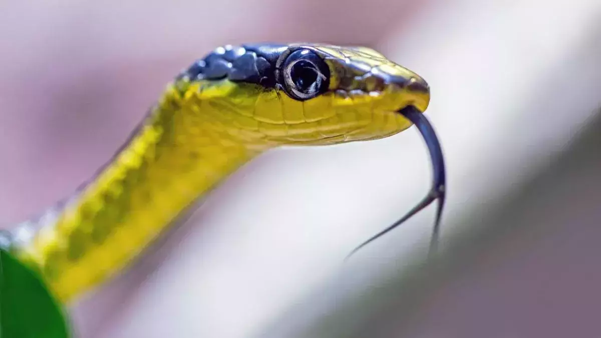 Indian man rented deadly cobra to kill his disabled wife and steal her property