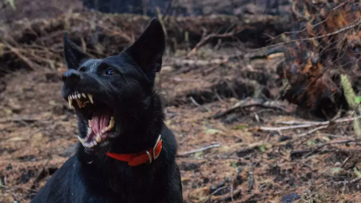 Italy: Young woman devoured by pack of 15 dogs in Satriano